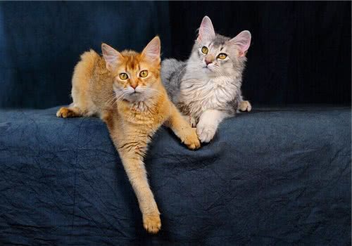 猫咪疫苗的几个误区