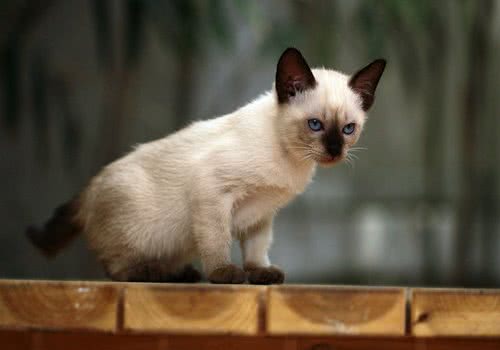 如何训练猫咪记住自己的名字