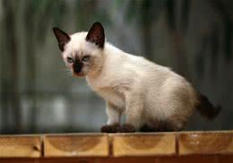 如何训练猫咪记住自己的名字