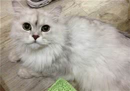 猫咪中毒后如何抢救