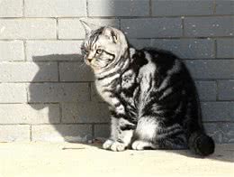 虎斑猫的斑纹介绍，虎斑猫为什么有这么多斑纹