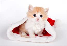 猫猫用品中猫咪玩具的挑选