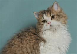 塞尔凯克卷毛猫的形态特征