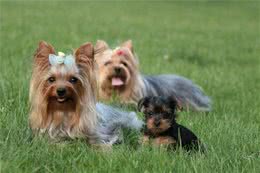 约克夏选购知识