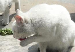 猫的饮食习惯和遗传有关系