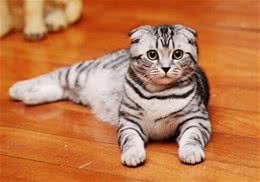 猫中的折耳小天使苏格兰折耳猫