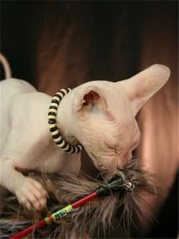 猫毛敏感者的福音—彼得秃猫