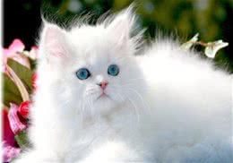 白色波斯猫的价格是多少？