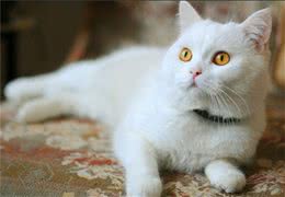 自制猫咪美味妙鲜包