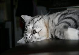 为什么猫咪要用猫砂埋好自己的便便