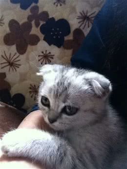 带你了解猫咪的活动规律