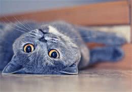 不会在猫砂盆里大便的猫咪