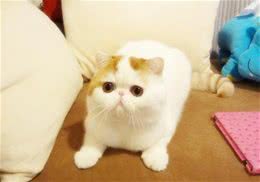 如何训练猫咪在猫砂里大小便
