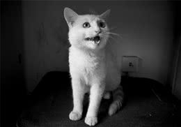 猫晚上不睡觉、乱叫怎么办