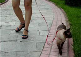 训练猫咪和你一起散步