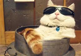 猫和人类的关系如何