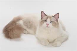 对于初养猫者经常问的九个问题