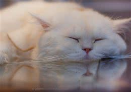 健康猫粮的选择标准