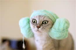 猫咪家庭急救小常识