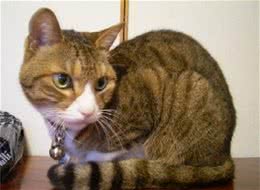 护理猫猫毛皮的方法及好处