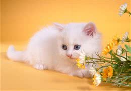 如何鉴别波斯猫