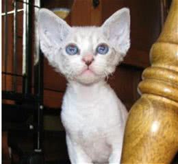 卷毛猫独有的个性魅力