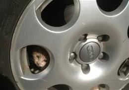 冬季谨防猫咪倚车取暖