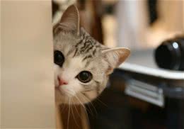 爱猫人应了解的十个猫咪小举动