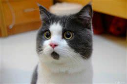英国短毛猫的日常护理介绍