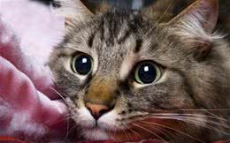 优质猫粮也需要试用其安全性