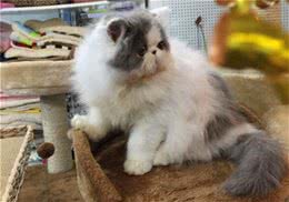 如何为猫咪自制猫罐头
