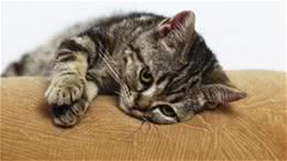 猫咪正确使用猫抓板的十个原则