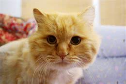 给猫剃毛五个注意事项