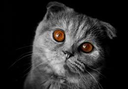 猫咪打疫苗并不那么简单