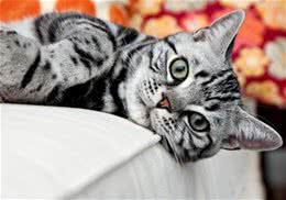 美国短毛猫的性格特点