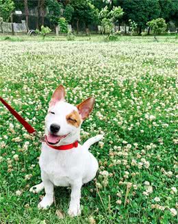 主人害怕狗狗独自在家会抑郁，偷看监控后，“我太看得起自己了”
