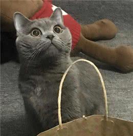 孩子想养猫，我怕它挠沙发，10分钟让猫听话的这本训练书救了我