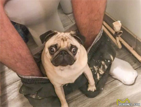 养了巴哥犬后，我的生活就没好过