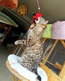 孟加拉豹猫-大家问的最多的问题