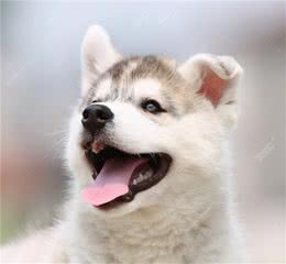 猫猫和狗狗得了耳螨病的症状