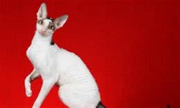 2019爱猫人士的风向标