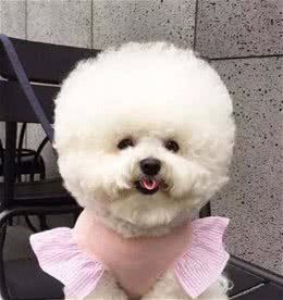 比熊犬的价格不同，其实都是由这几大因素决定的