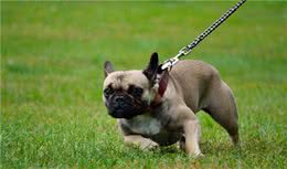 怎么纠正狗狗拖拉主人往前冲的不良习惯？附详细教程