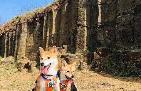 贪吃柴犬偷吃荷包蛋，主人大声高喊，给我留一点点