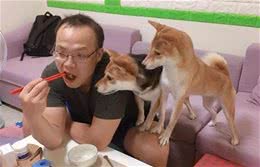 贪吃柴犬偷吃荷包蛋，主人大声高喊，给我留一点点