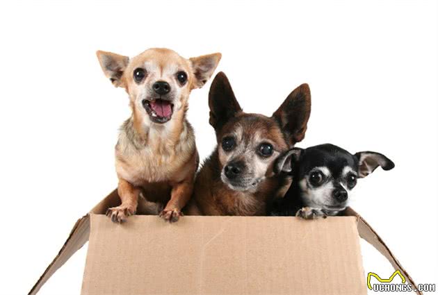 吉娃娃犬小巧精致，体毛不多身体也没有异味，选它就对了