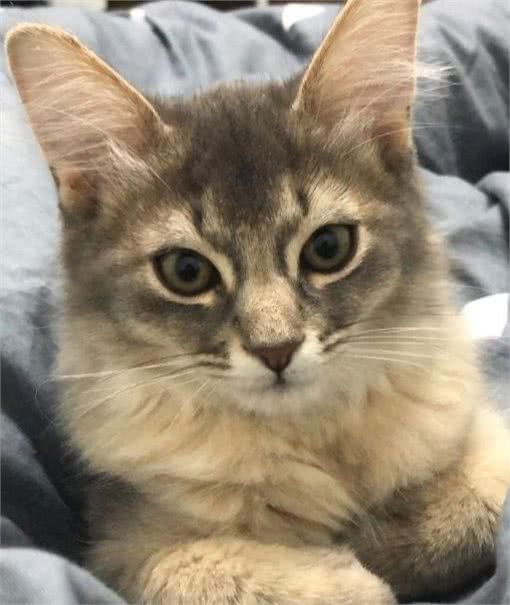 养了只品种少见的索马里猫，招来好多妹子来家撸