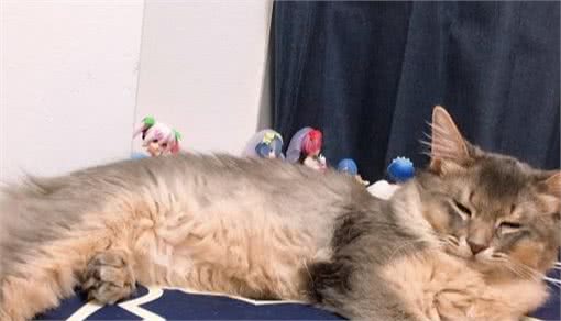 养了只品种少见的索马里猫，招来好多妹子来家撸