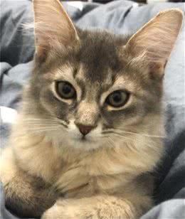 养了只品种少见的索马里猫，招来好多妹子来家撸