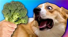 这几种食物，狗狗最怕了，吃多对身体有害